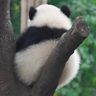 春不语