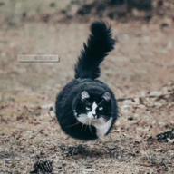 kanonair