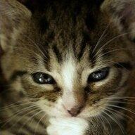 腹黑的猫