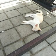 真相一