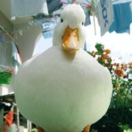 会飞的鸭子